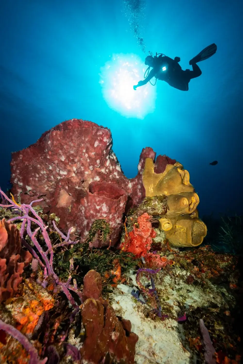 Diver gliding along Cozumel coral reef with strong currents