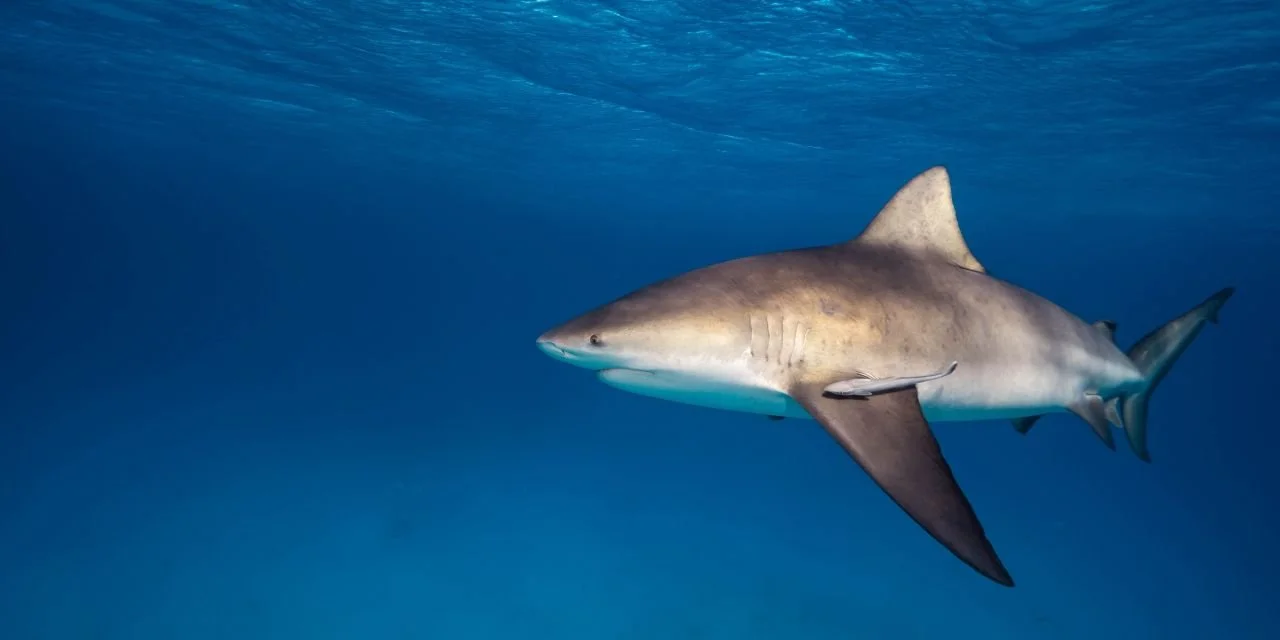 A Bull shark in Playa del Carmen cruising quietly over the sand.
