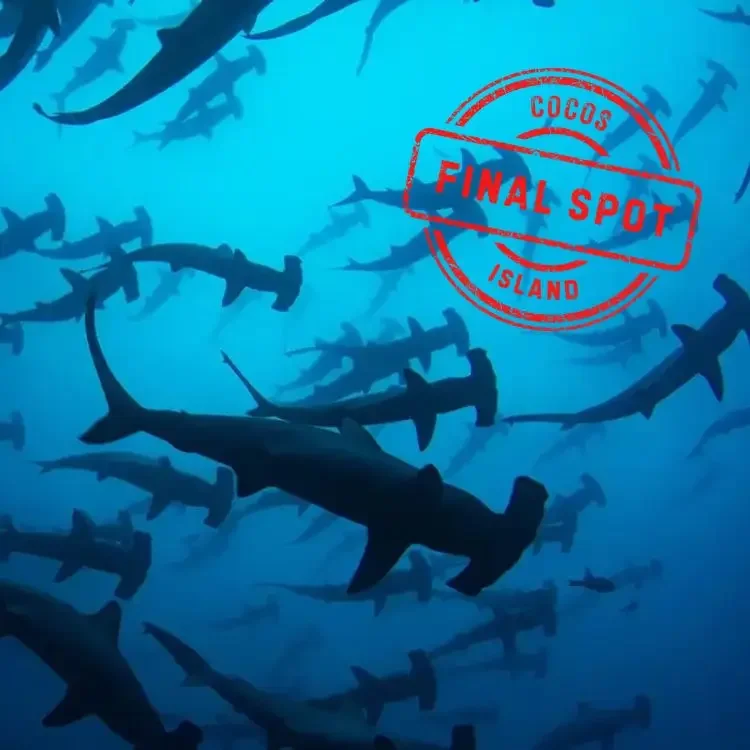 Cocos Island Liveaboard