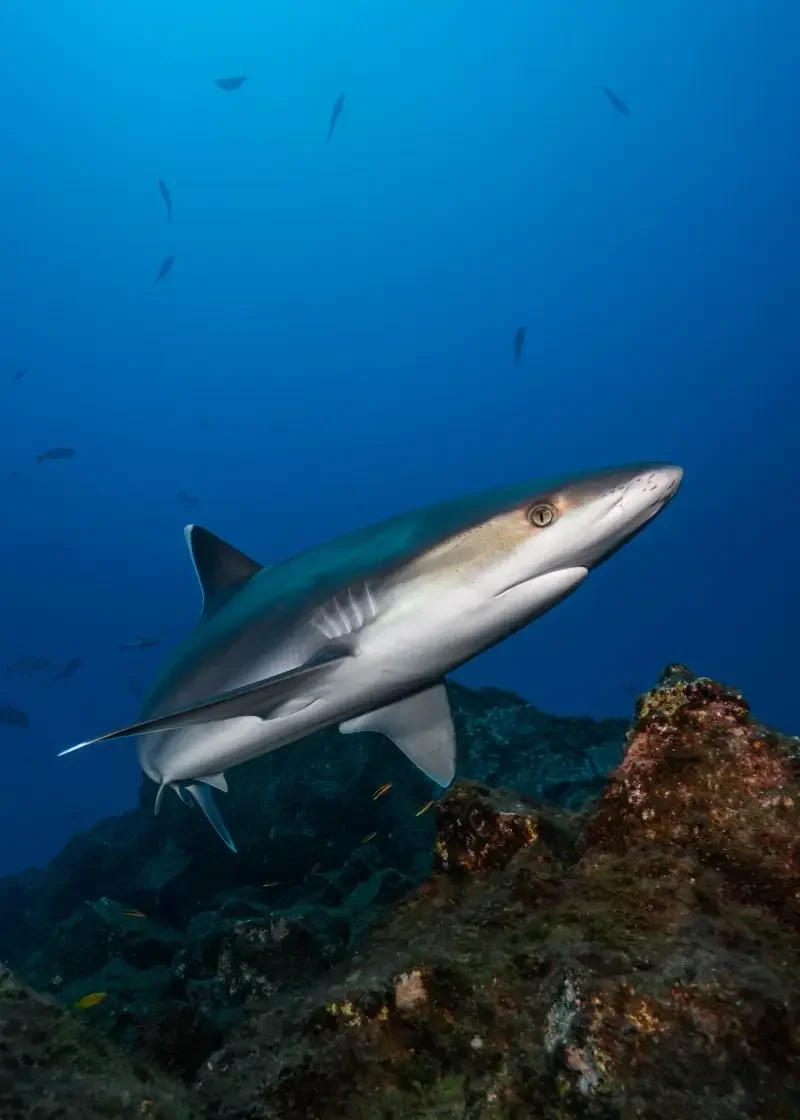 A silver tip shark cruising the reef during a liveaboard trip in Socorro, Mexico