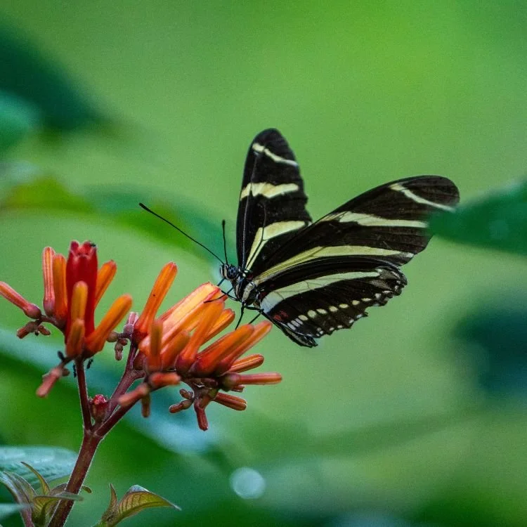 Zebra Longwing Buttefly in the Yucatan