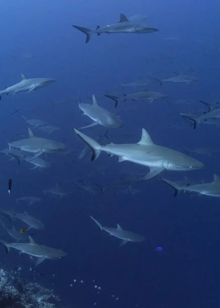 Hundreds of sharks gathering off Blue Corner in Palau duringa  spawning event photographed by Richard Barnden
