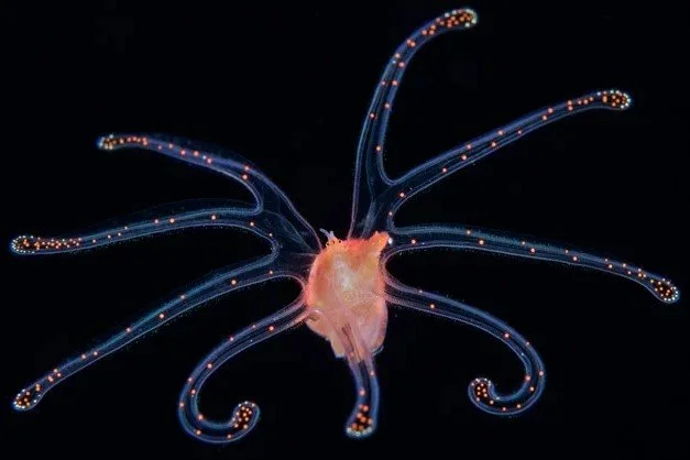A petropod in blackwater seen i Palau and photographed by Richard Barnden