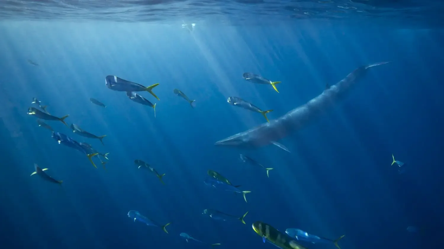 A Bryde's whale and mahi mahi close to the surface