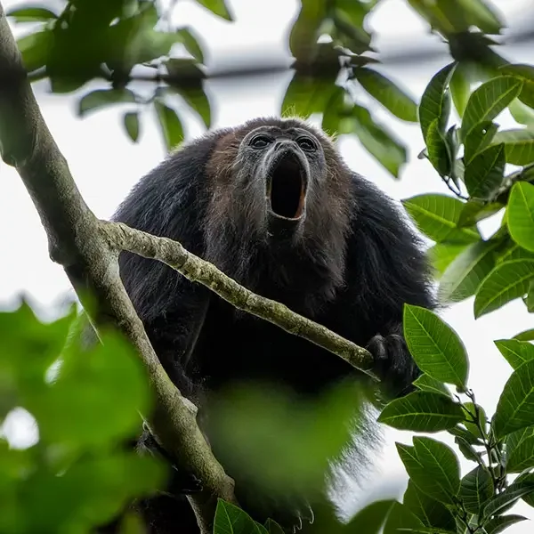 Howler Monkey in Yucatán