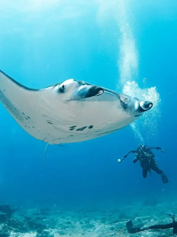 A manta ray cruising over a cleaning station in the Maldives' FarSouth with an underwater photographer in the background
