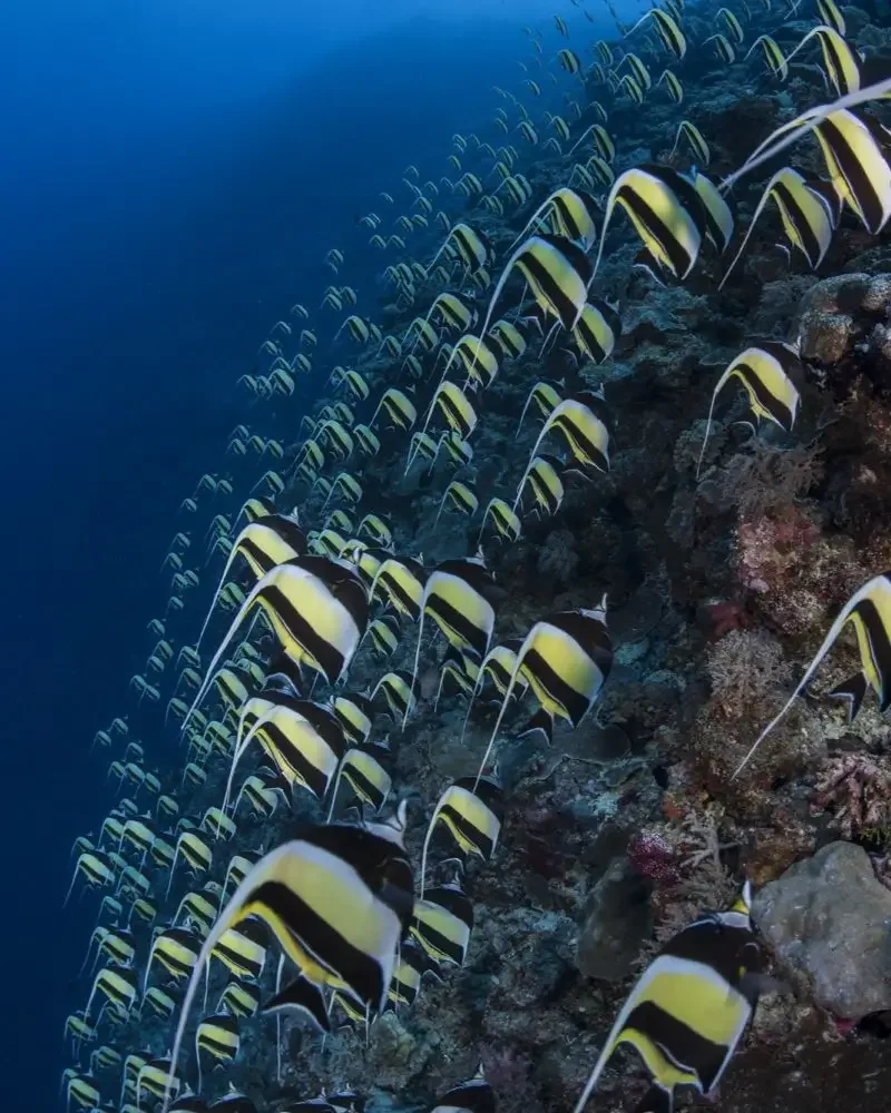 Moorish Idols gathering on a reef during a Palau Islands spawning event