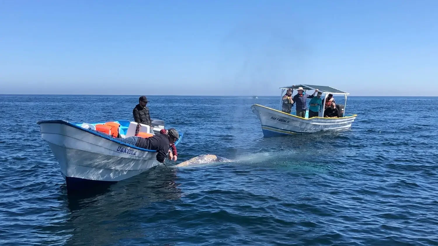 Travelers on a small wooden panga boat looking into the clear water during a respectful wildlife encounter with a whale in Mexico.