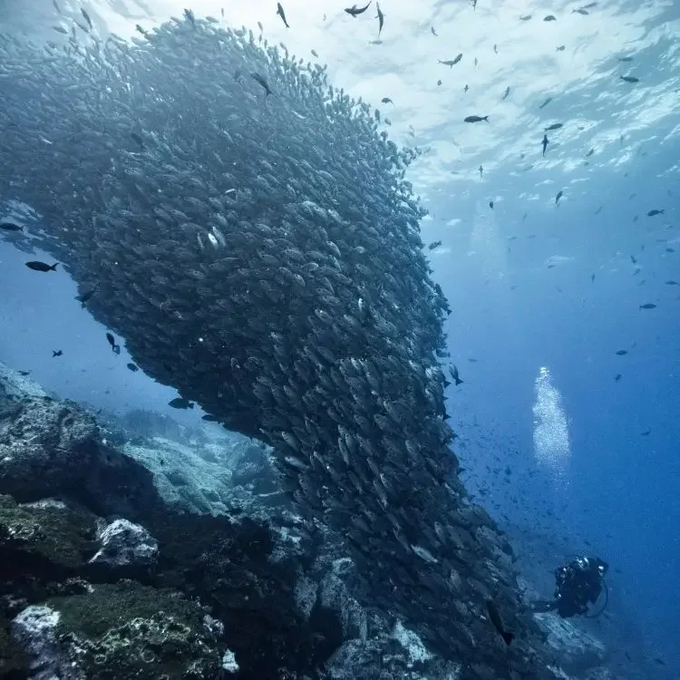 Huge school of jacks towering over a diver at Malpelo Island