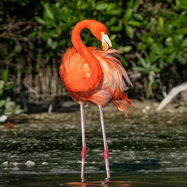 Flamingo in the Yucatán