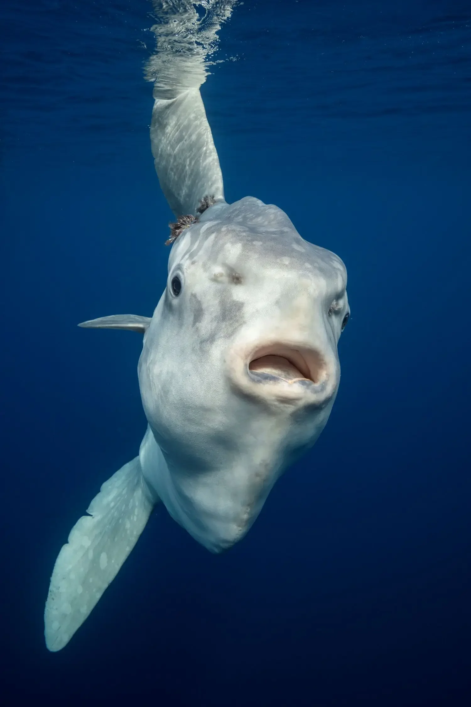 A Mola Mola close to the surface in Baha California Sur Mexico.webp