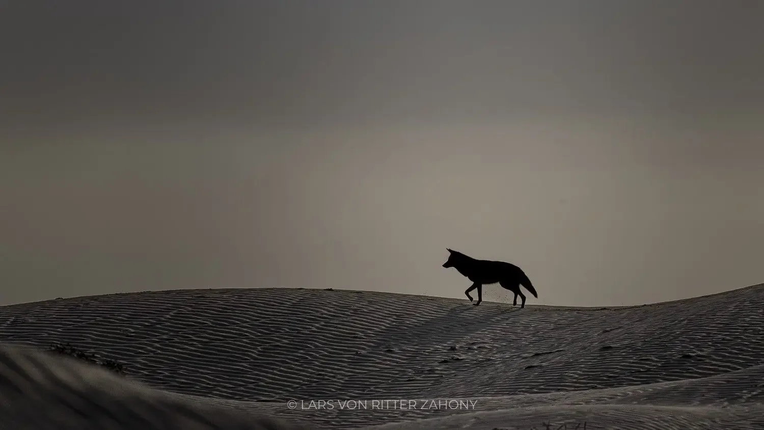 A coyote at dawn on the Baja California coastline at Magdalena Bay