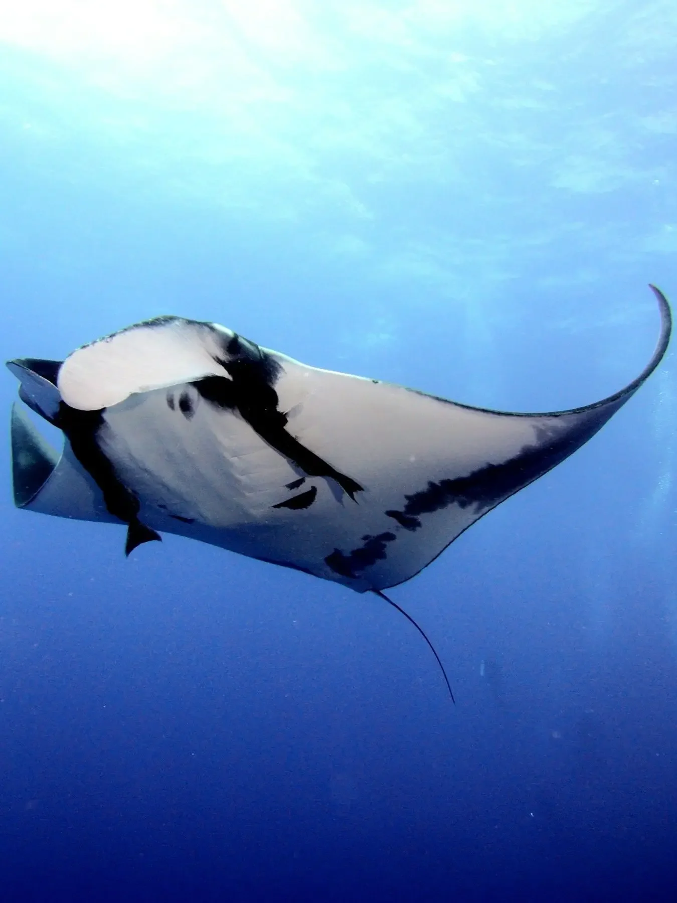 A graceful manta cruising in the blue. Photo by Swanson Chan on Unsplash
