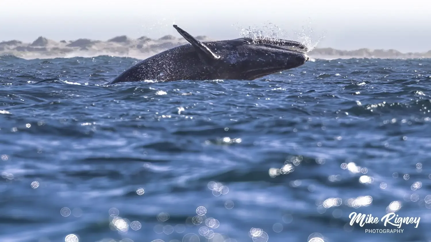 A grey whale breaching the surface in Magdalena Bay, Mexico