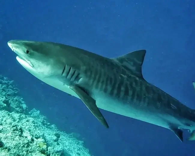 A tiger shark cruising up the reef at Tiger Harbour in Fuvahmulah Atoll in the Maldives