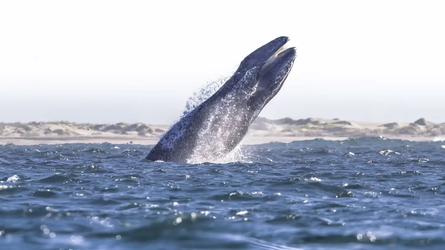 A massive grey whale leaping out of the water and breaching in a calm lagoon in Baja California Sur, Mexico. Photo by Mike Rigney.