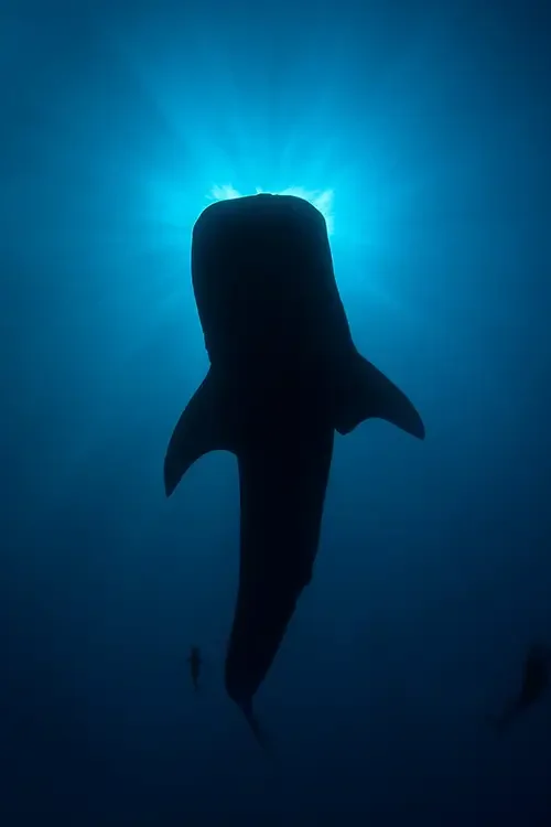 Cocos Islands Whale Shark