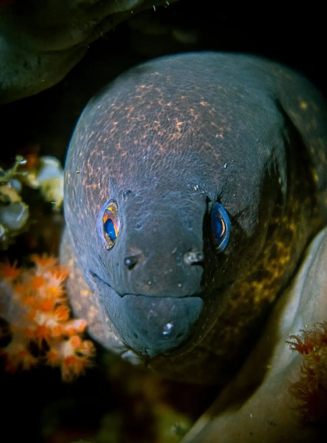 Moray eels are not as fearsome as they look... as long as they are not provoked. Photo by Mikhail Preobrazhenskiy on Unsplash