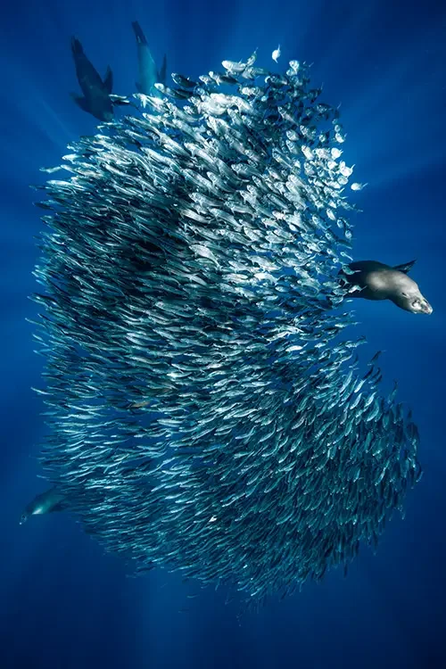 Bait Ball in Magdalena Bay