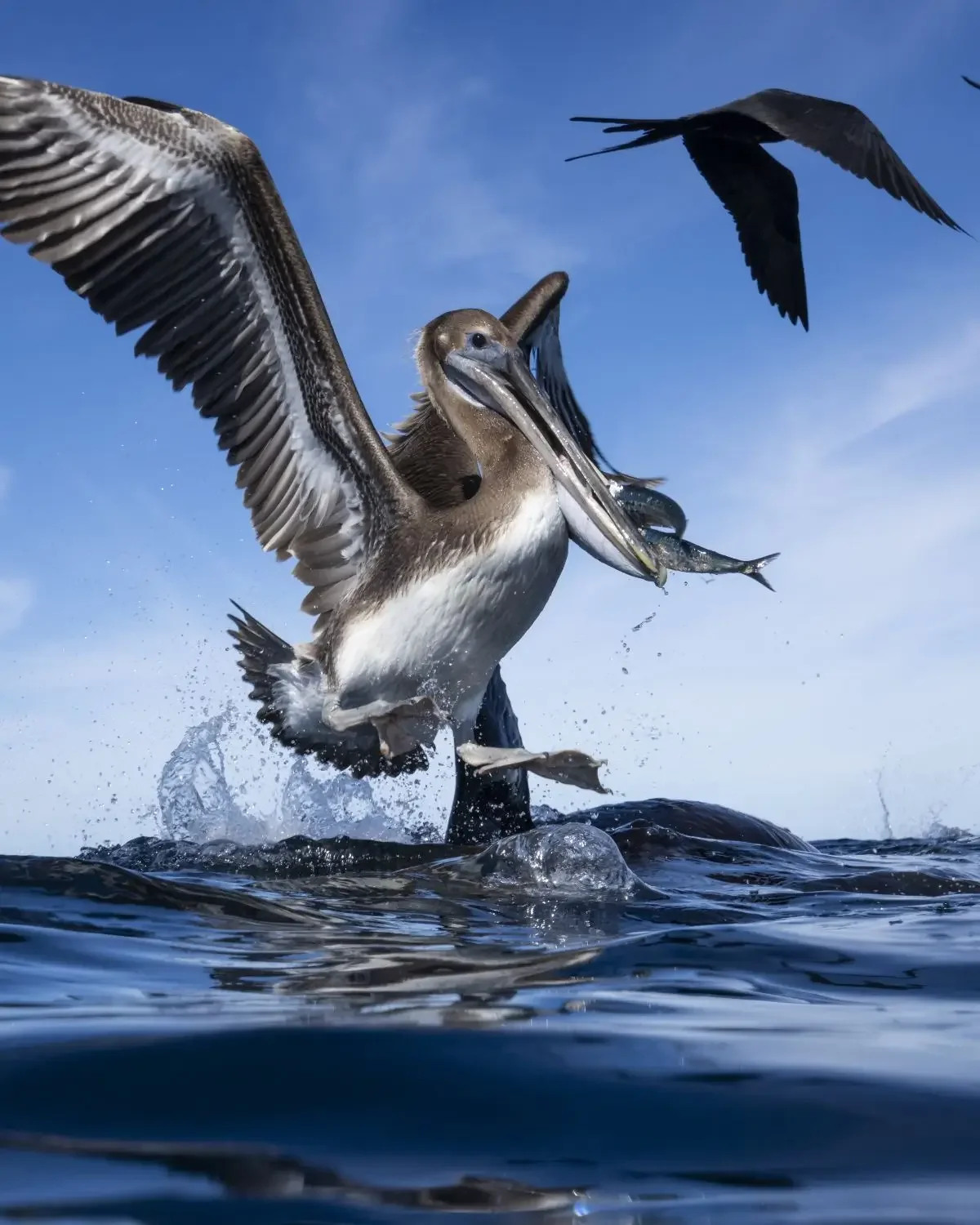 A brown pelican scoops up sardines as a frigate bird flies by during the Mexican Sardine Run