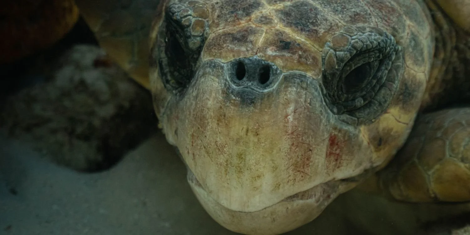 A loggerhead turtle quietly contemplating his next meal