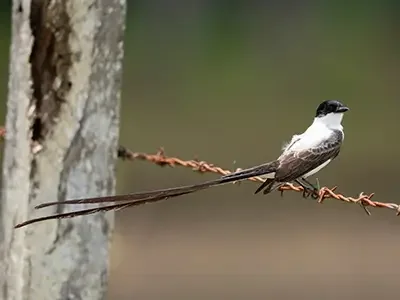 Bacalar-Lagoon-Flycatcher