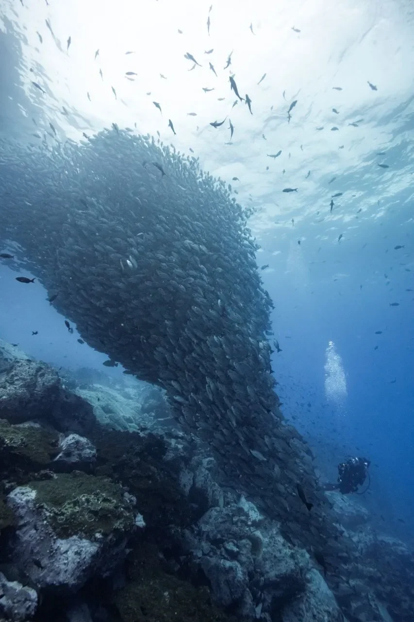 Diving in Malpelo by Liveaboard