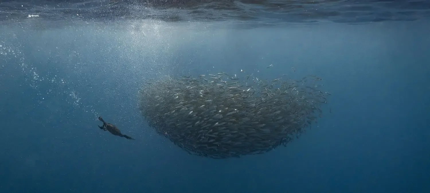 A Brandt's Comorant dives on a sardine baitball off Magdalena Bay in Mexico