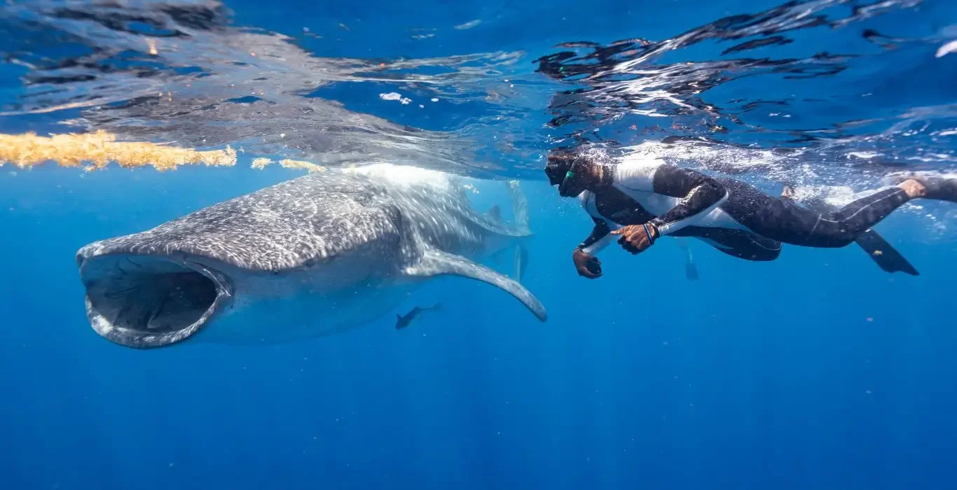 A snorkeller swims beside a whale shark close to Isla Mujeres off the Yucatán coast of Mexico