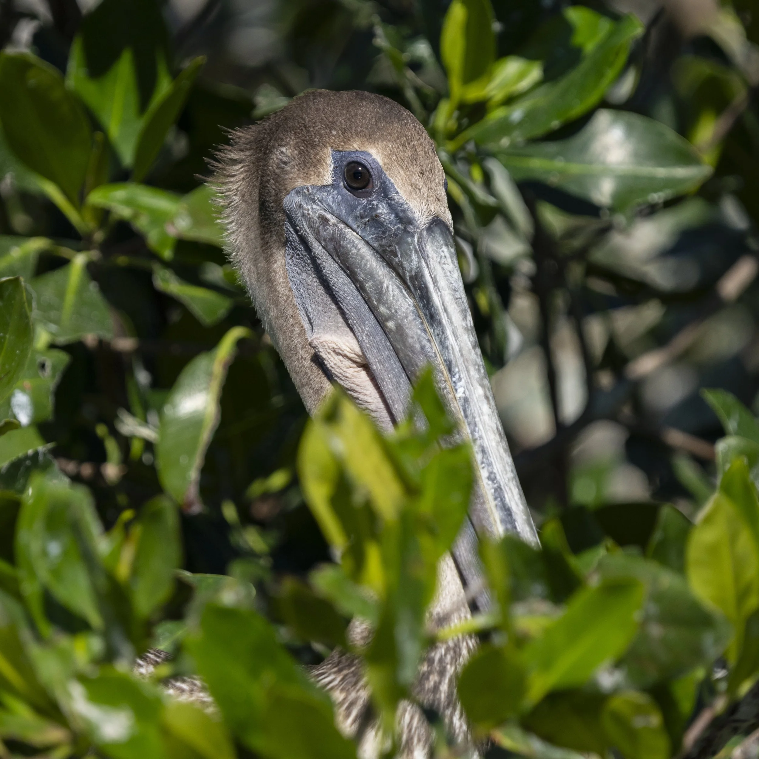 Pelican at Sian Ka'an