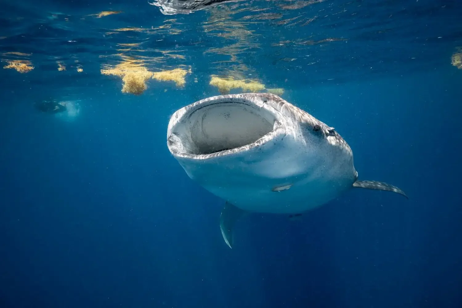 A whale hark feeding at the surface off Isla Mujeres in Yucatán Mexico