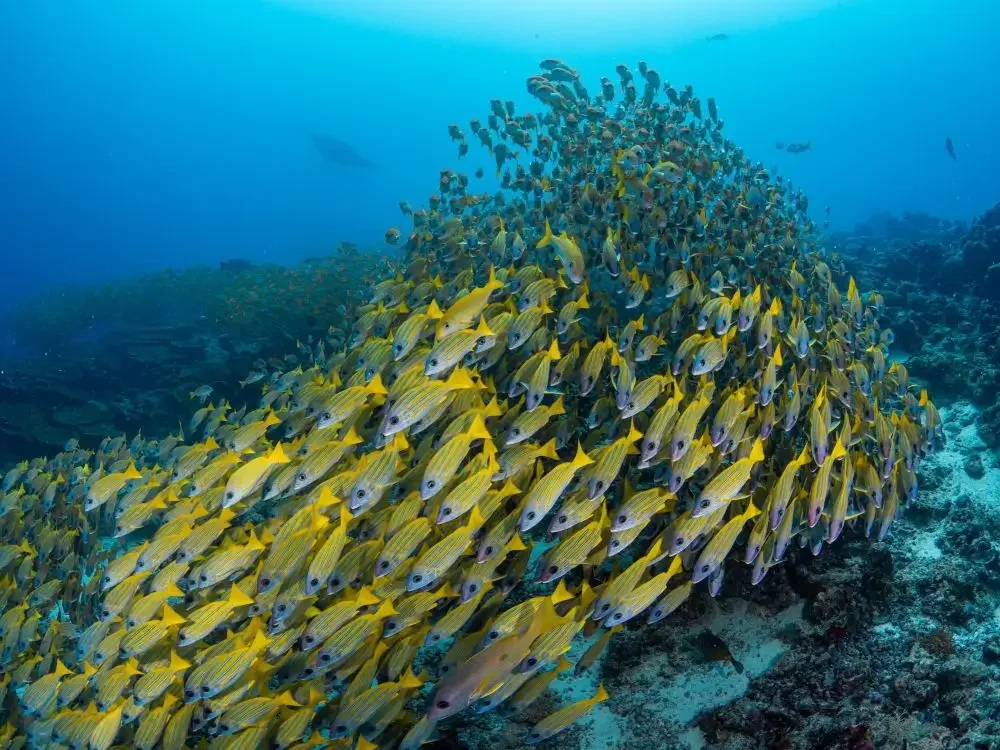 A large school of five lined yellow snapper in the Maldives