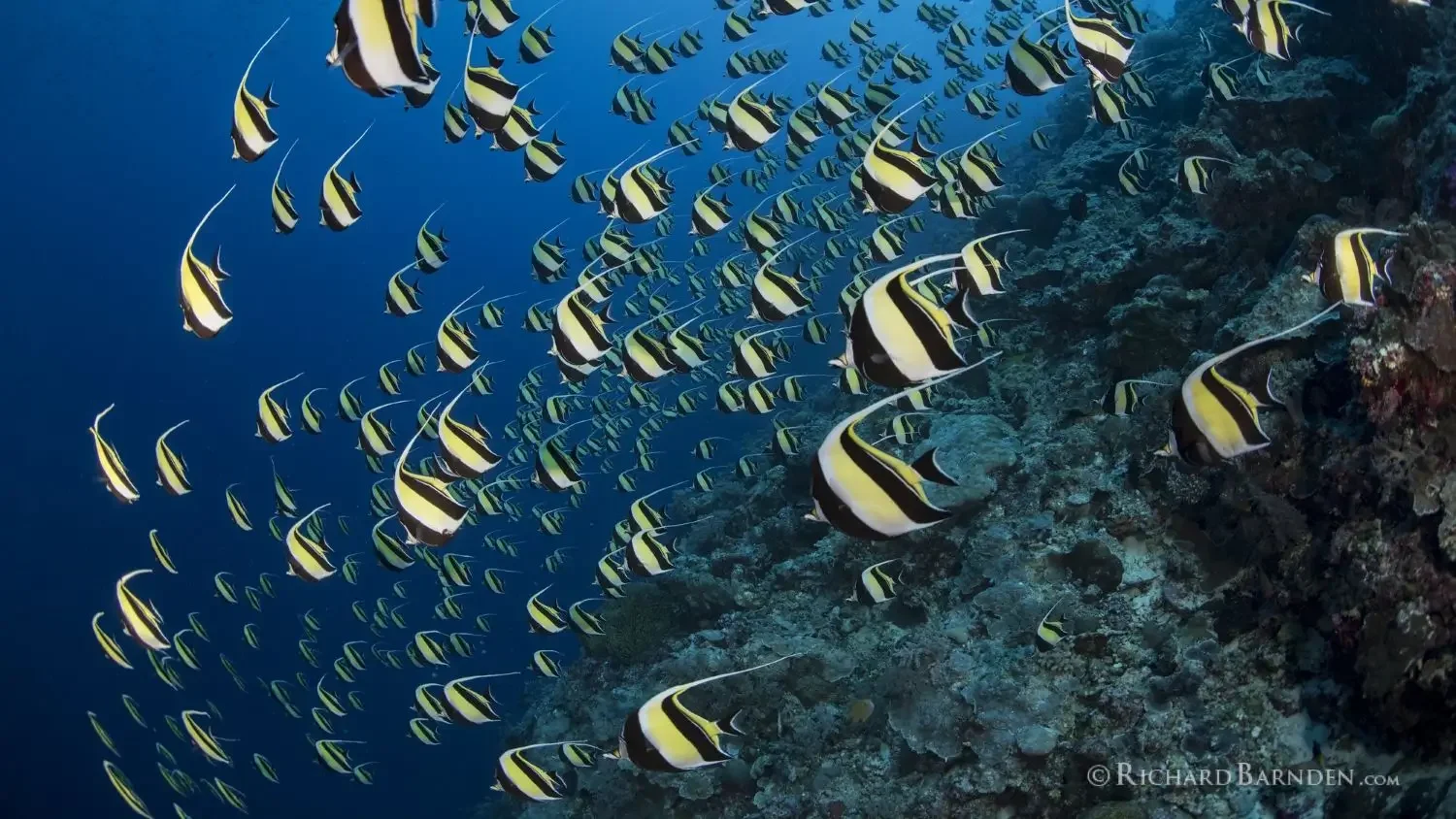 Moorish Idols gathering to spawn in their hundreds in Palau