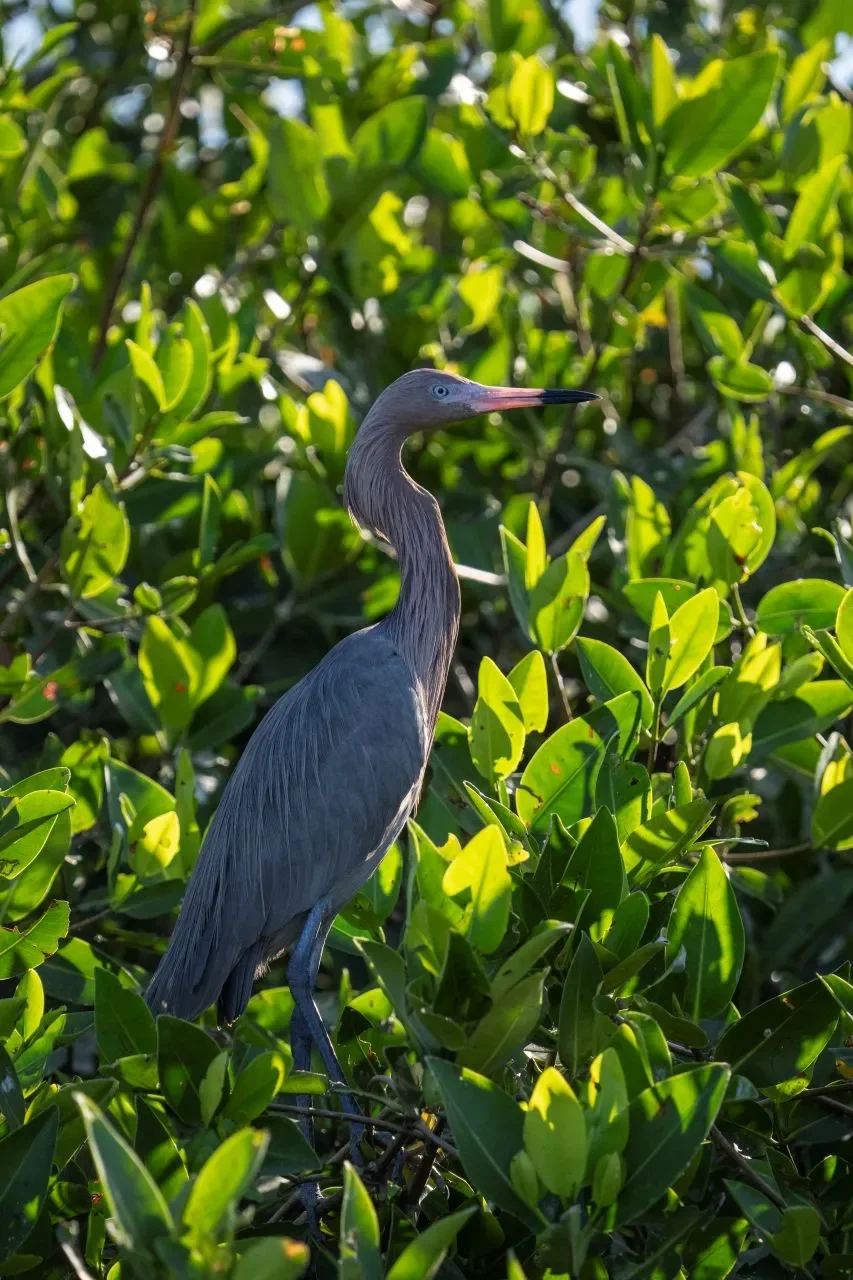 Redish Egret in Sian Ka'an