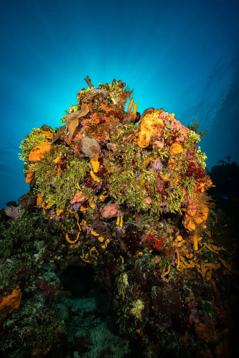 The spectacular walls of Cozumel are alive with colour