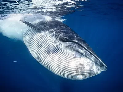 International Expeditions with Pixel Expeditions