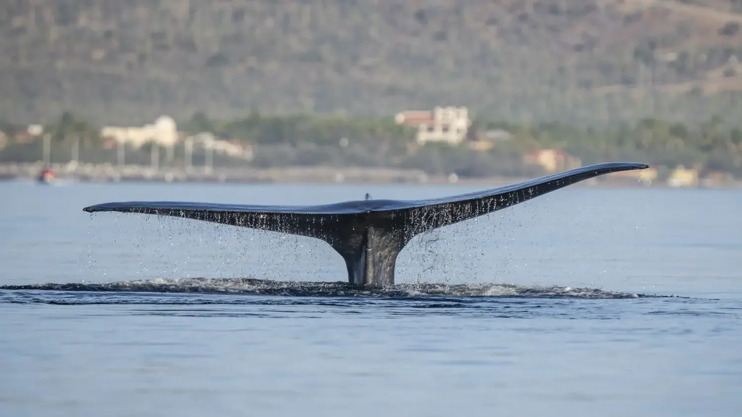 The massive tail fluke of a blue whale emerging from the calm blue waters of the Sea of Cortez.