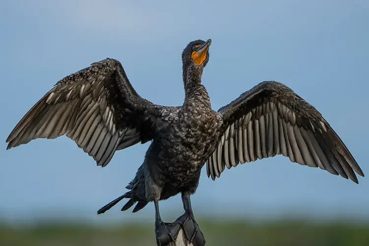 Yucatan Double Crested Cormorant
