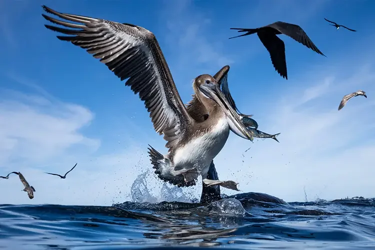 Pelican in Magdalena Bay