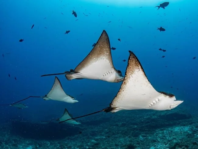 A group of eagle rays cruising in the Maldives far south