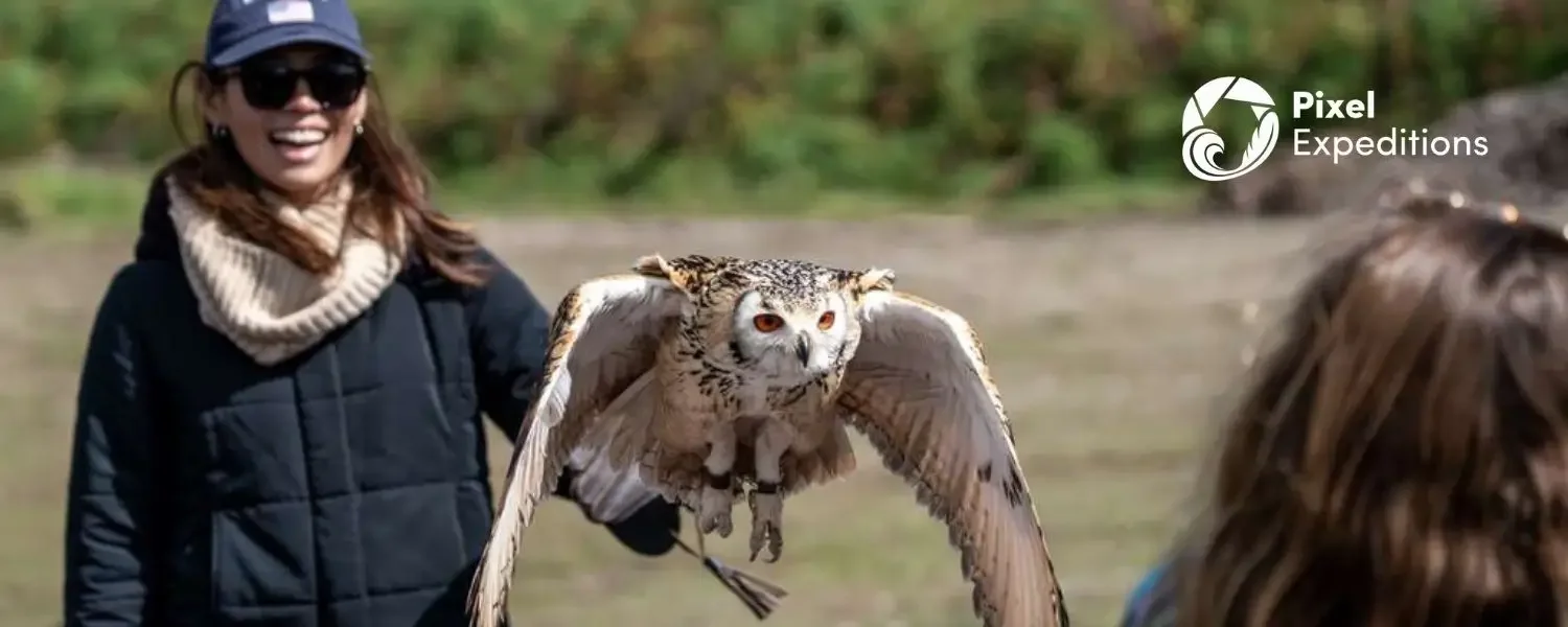 A stunning owl, eyes focused on its reward at a falconry centre near Kerry, Ireland