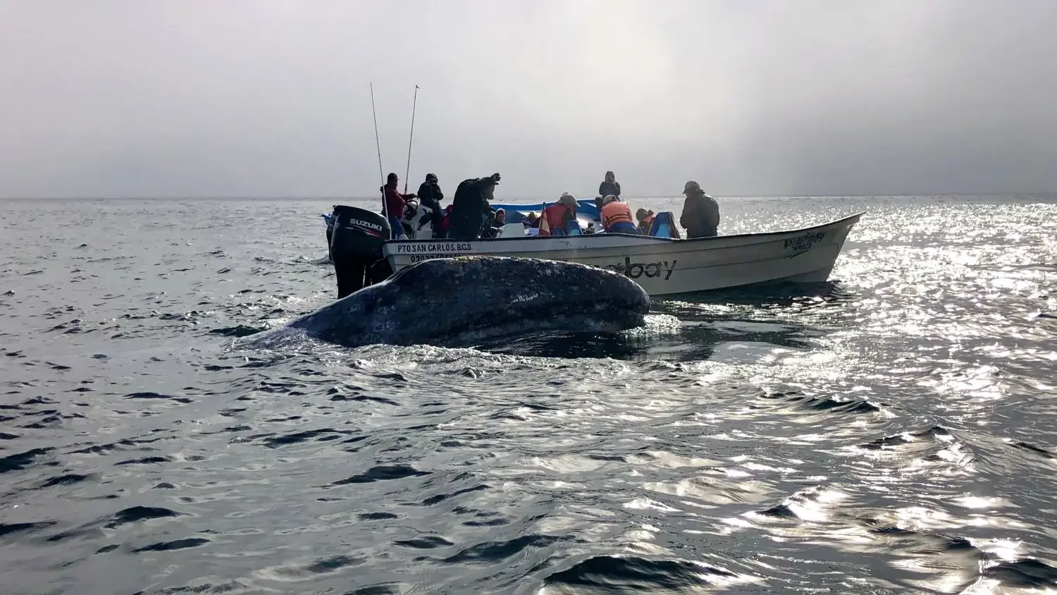 A friendly grey whale lifting its head out of the water to look at passengers on a Pixel Expeditions boat in Mexico.