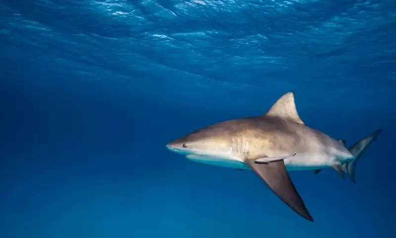 Bull Sharks can be seen regularly in season at Playa del Carmen