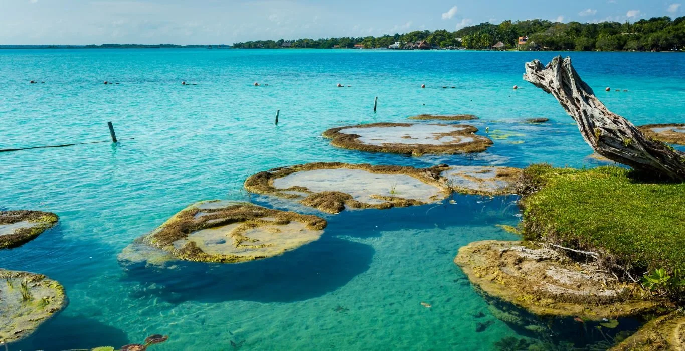 Stromatolites in the turquoise shallows of Bacalar Lagoon in Mexico's Yucatan