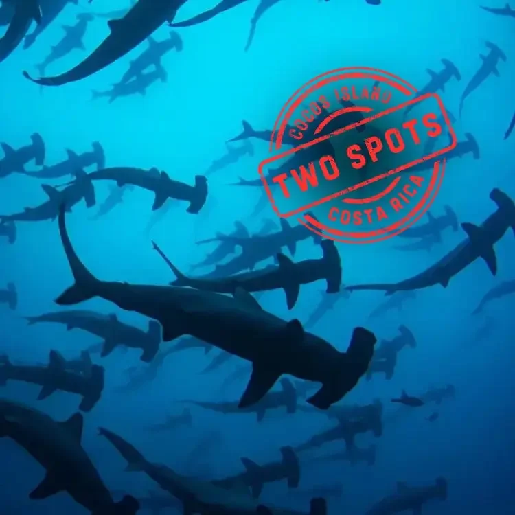 Cocos Island Liveaboard