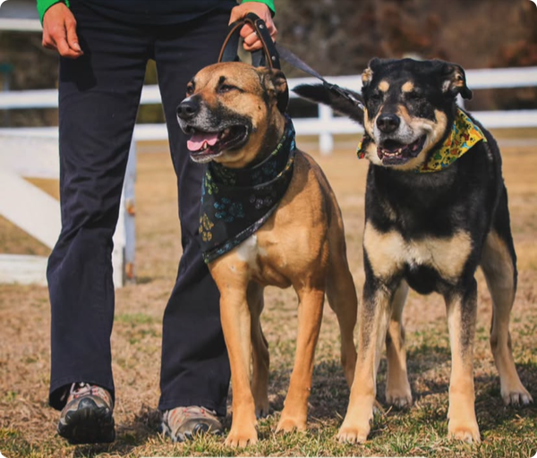 Kim, standing, is holding the leashes of two well-behaved dogs