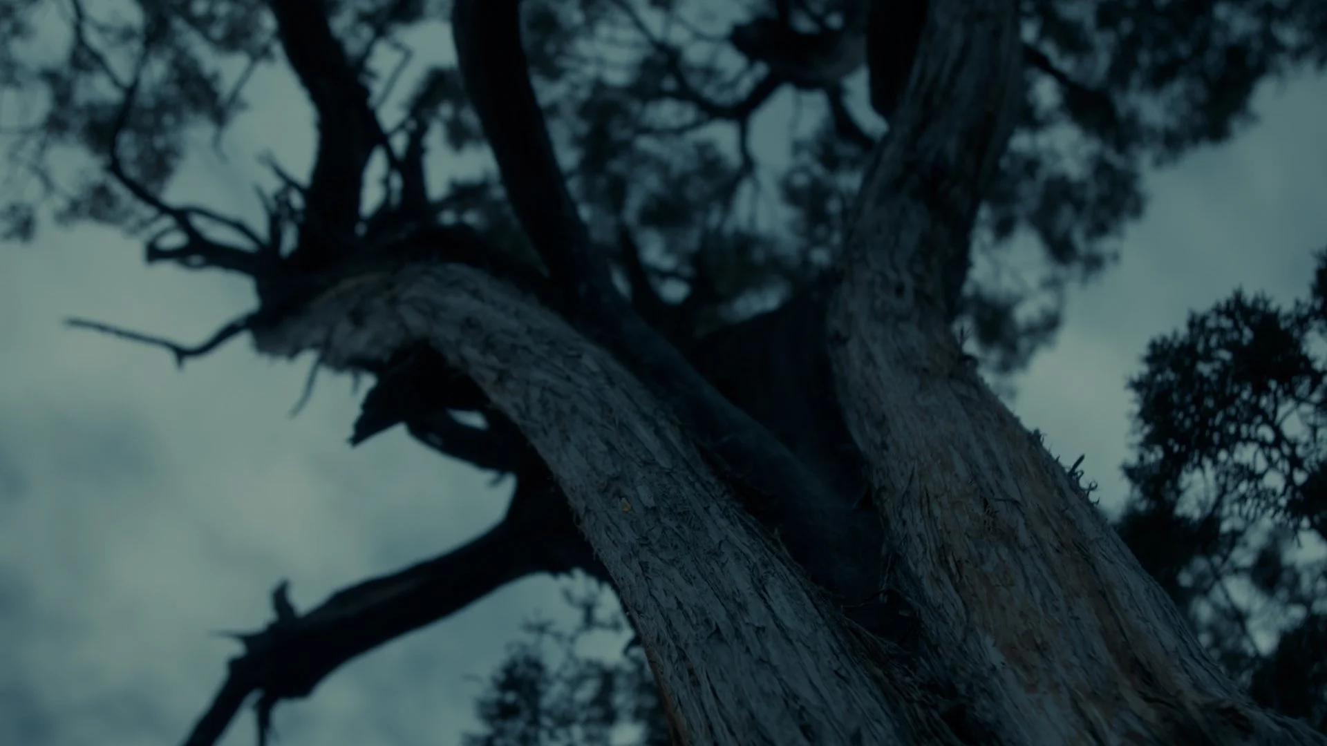 MAIN (Resolve).01_07_32_14.Still061.jpg