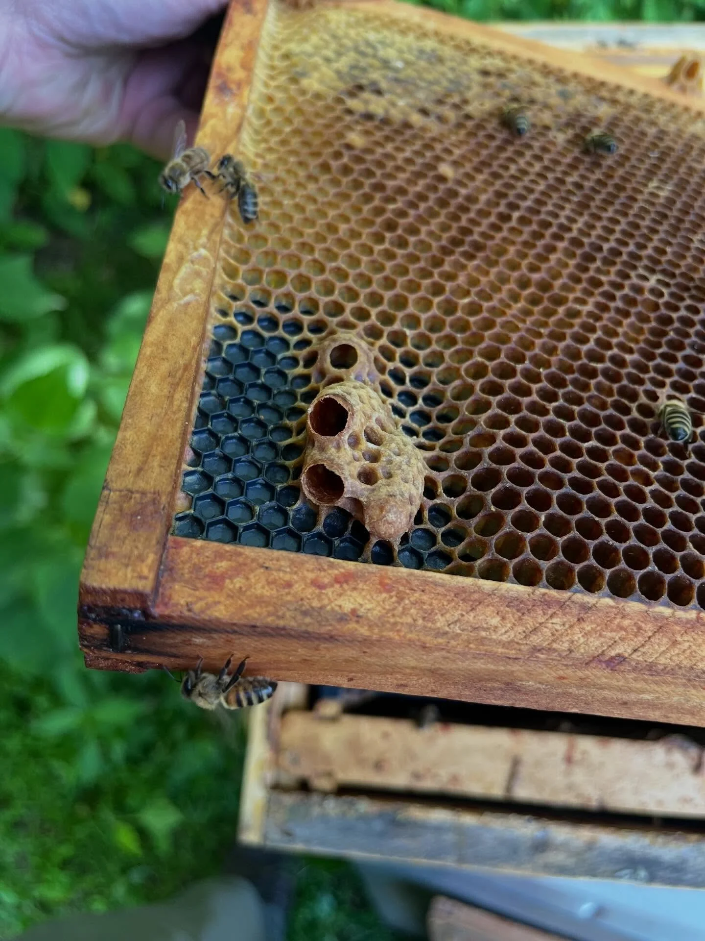 Bees build queen cups at the bottom where there&rsquo;s space and less chaos. It&rsquo;s the perfect spot for raising royalty without interruptions!
