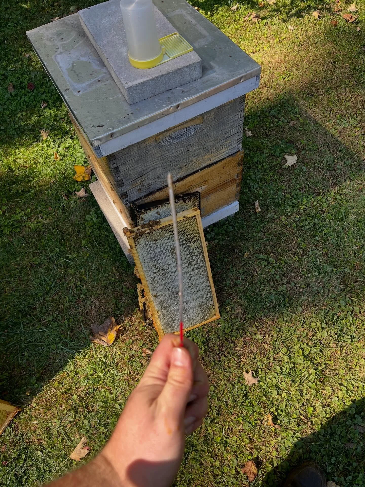Propolis stays flexible in warm weather but hardens dramatically in the cold. In winter inspections, it can even be strong enough to bend hive tools&hellip;.
