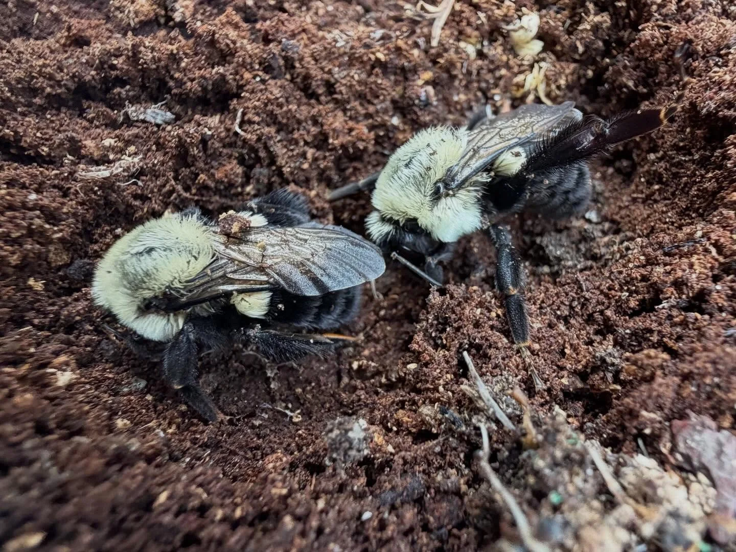 Found a pair of native common eastern bumblebee queens in the honey bee apiary today. Unlike honey bees, bumblebee queens overwinter alone in the ground or leaf litter, then start a new nest in spring